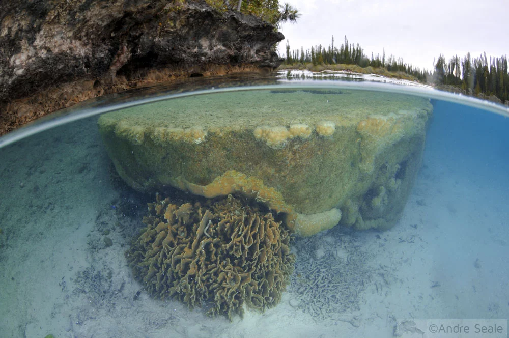 Snorkel no Aquário Natural da île des Pins - Nova Caledônia