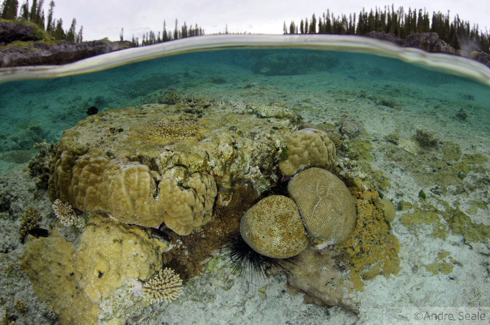Coral - Aquário Natural da Isle of Pines - Nova Caledônia