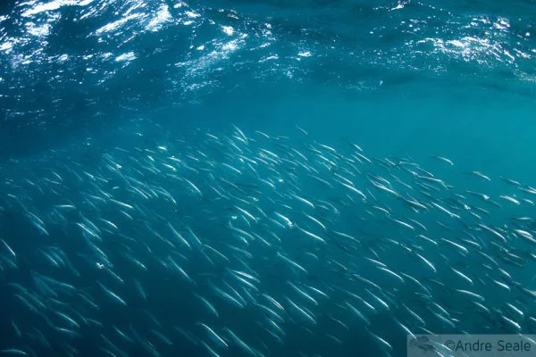 Viagem dos sonhos - Sardine Run