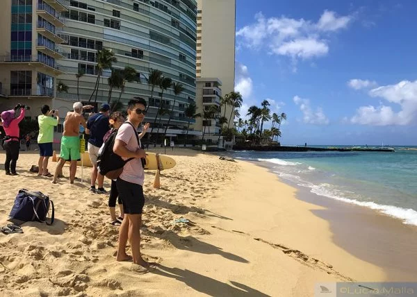 Foca-monge de Waikiki