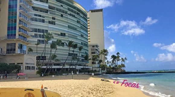 A foca-monge de Waikiki