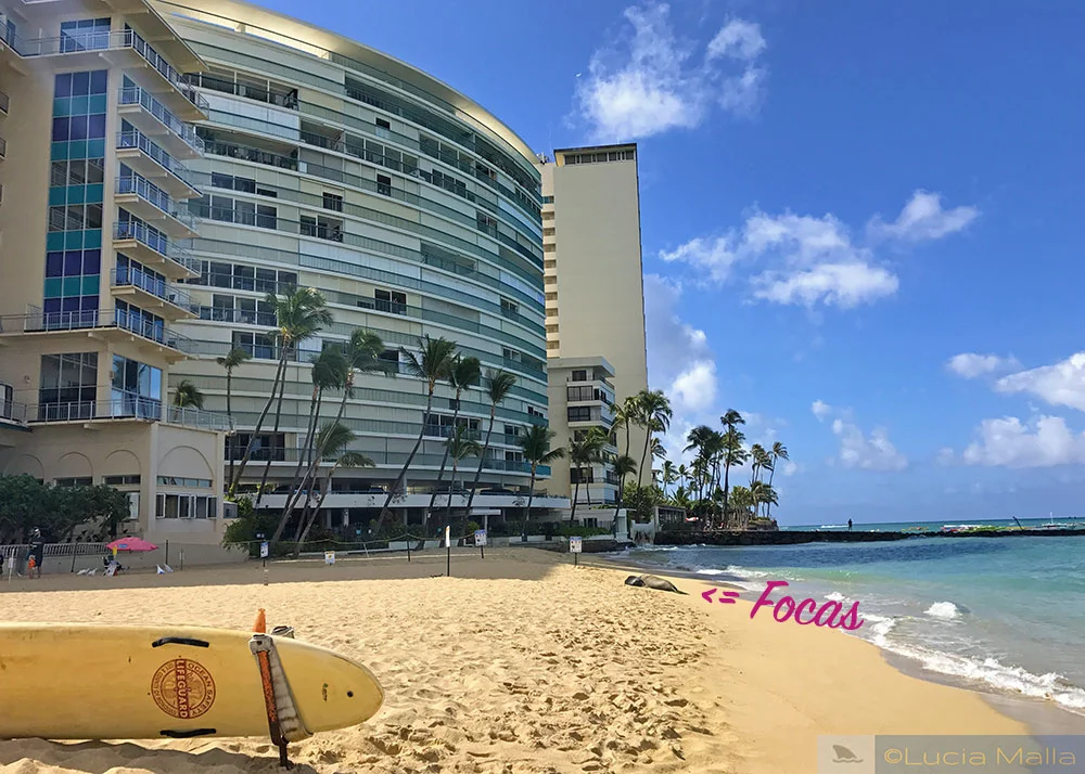 A foca-monge de Waikiki