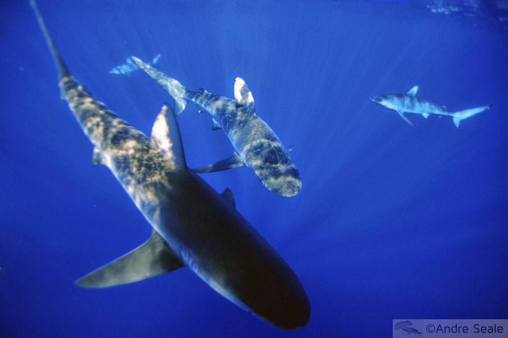 Tubarão de Galápagos