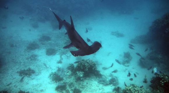 Sexta Sub: toda semana é do tubarão