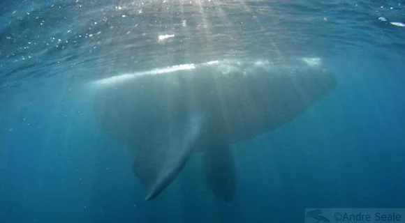 Sexta Sub: Sombra de Baleia