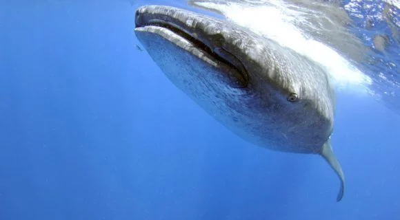 Sexta Sub: dia do tubarão-baleia