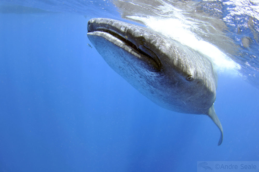 Sexta sub - dia do Tubarão-baleia