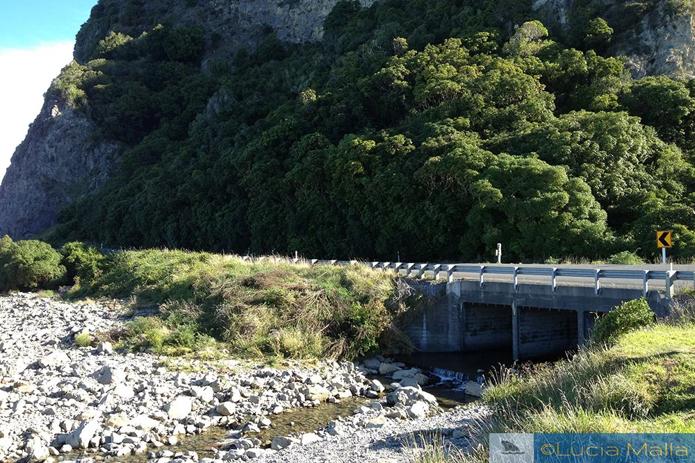 Riacho de Ohau - Lobos marinhos de Kaikoura depois do terremoto