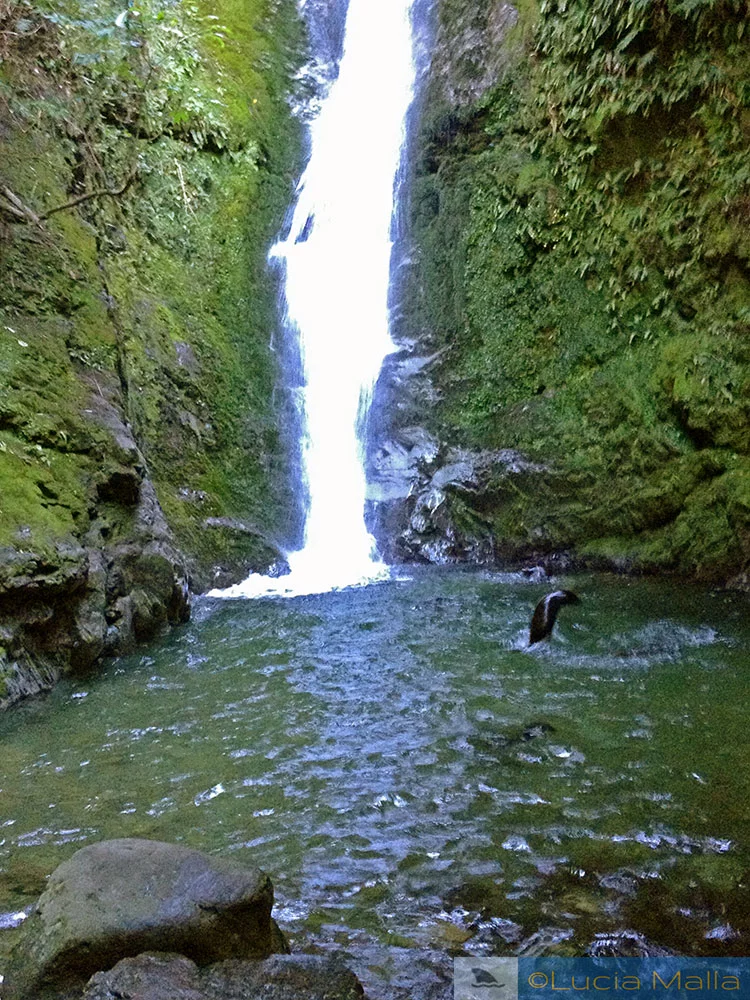 Cachoeira de Ohau com lobos marinhos de Kaikoura