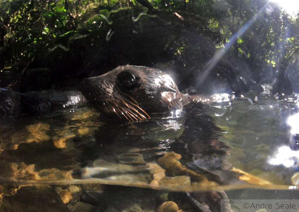 Fur seal - Kaikoura