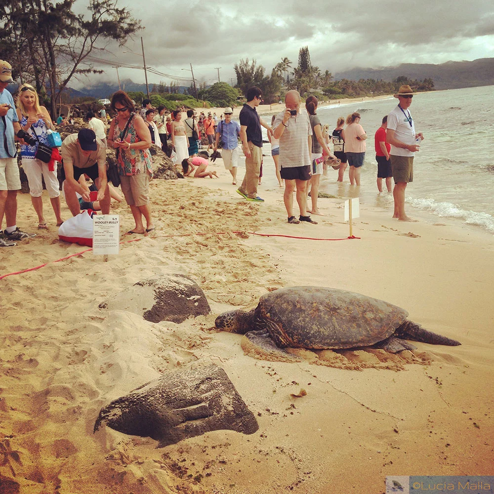 Tartaruga verde - Laniakea Beach
