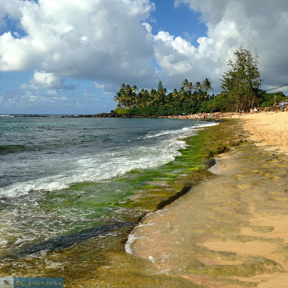 Laniakea Beach