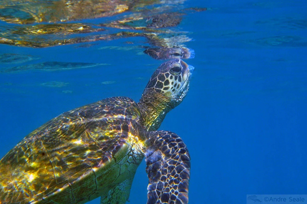 Tartaruga marinha