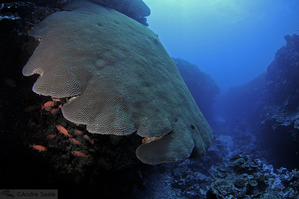 Recife de coral saudável - Wallis & Futuna