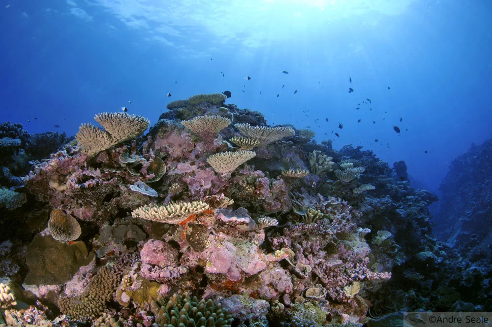 Recife de coral saudável - Wallis & Futuna