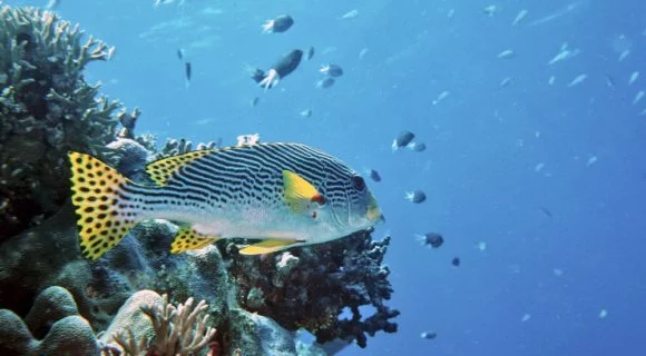 Sexta Sub: Grande Barreira de Corais na berlinda