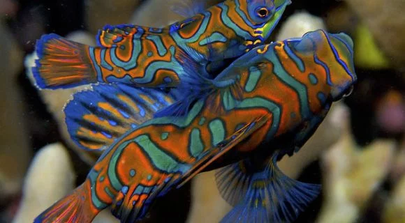 Sexta Sub: Amor Mandarim de Carnaval