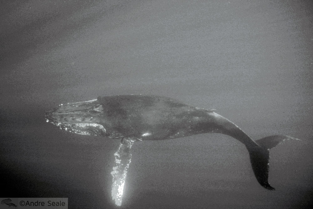 Sexta Sub - época de baleia em Oahu