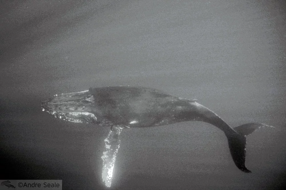 Sexta Sub - época de baleia em Oahu