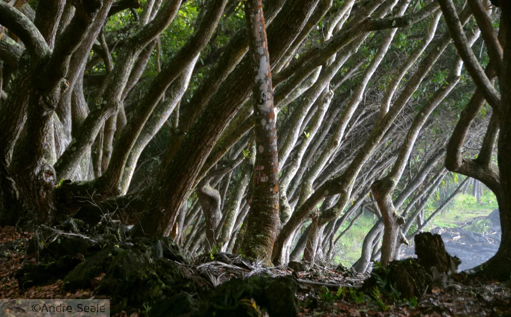 Cancelar viagem ao Havaí por causa da erupção do vulcão Kilauea - Puna