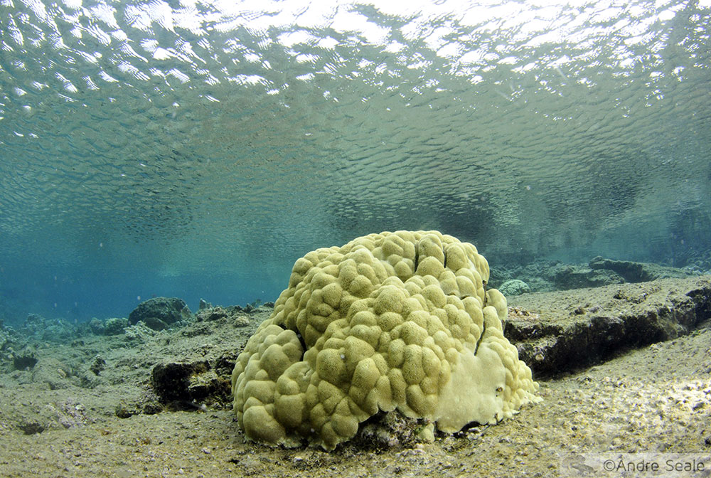 Cabeço de coral - Waiopae Tide Pools - Big Island do Havaí