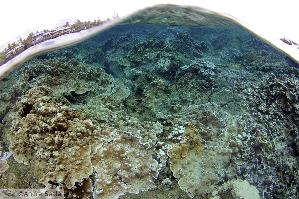 Corais - Waiopae Tide Pools - Big Island do Havaí