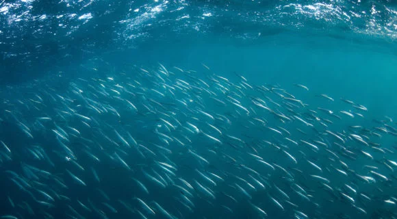 Como é o mergulho do Sardine Run na África do Sul