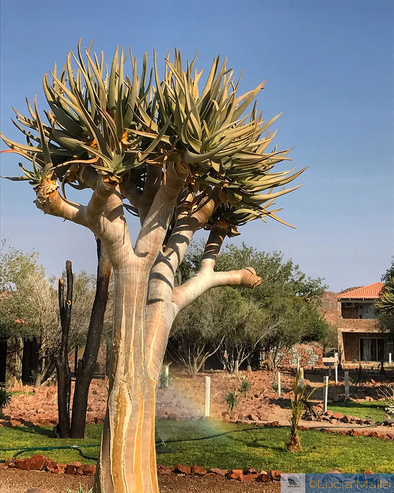 Cinco dias na Namíbia