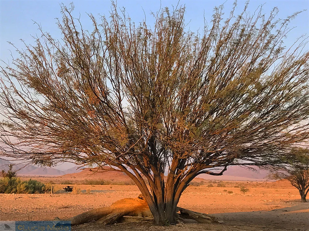 Árvore - Deserto da Namíbia