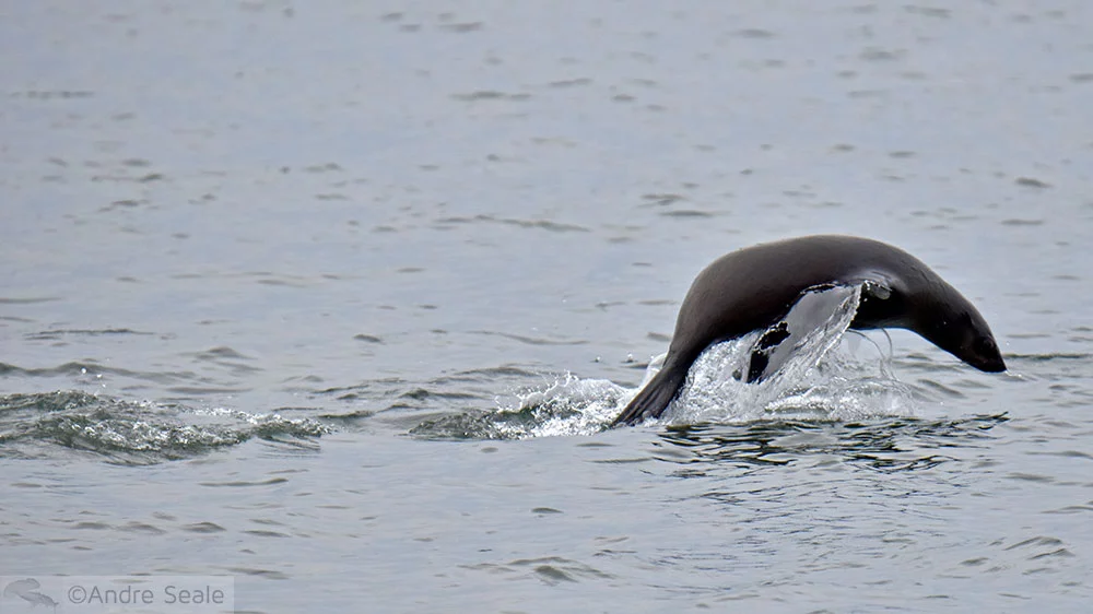 Foca-do-Cabo - Pelican Point