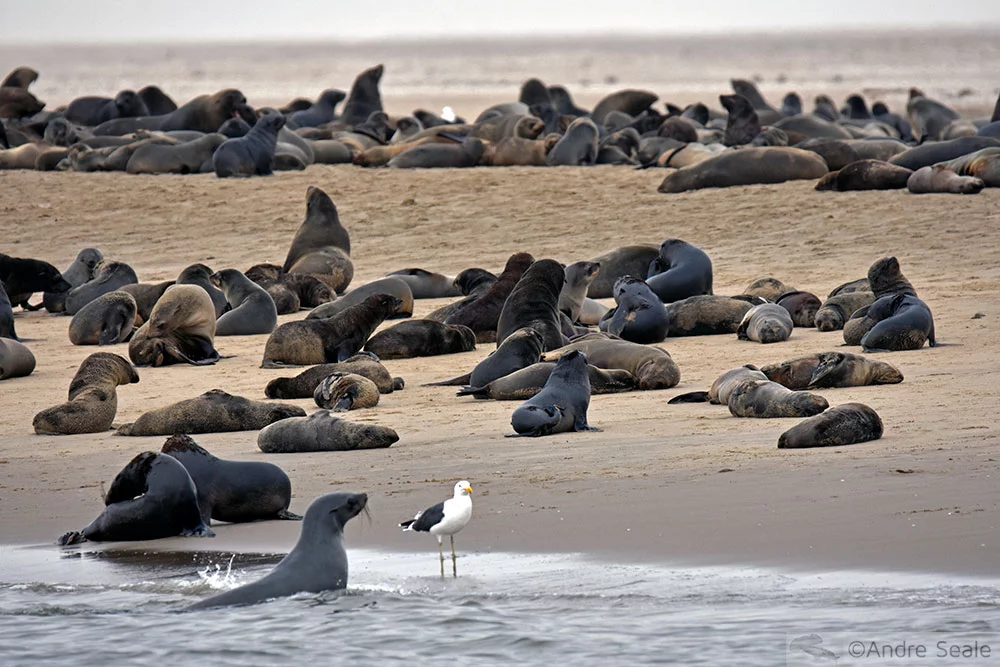 Colônia de focas-do-Cabo