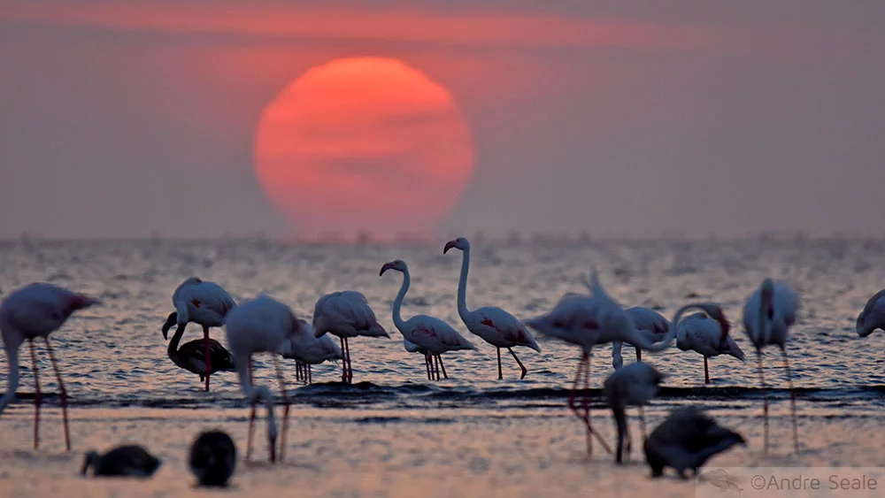 Flamingos ao por do sol - Walvis Bay