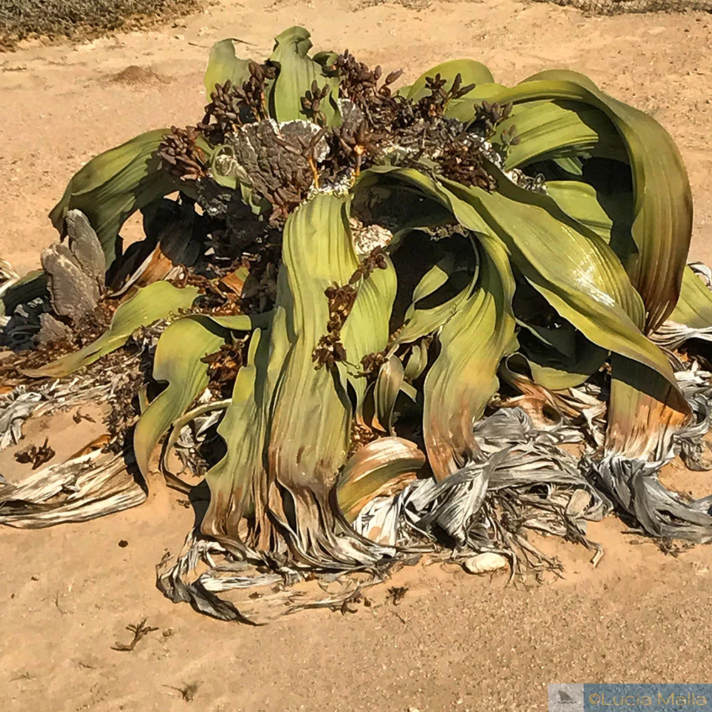 Welwitschia mirabilis