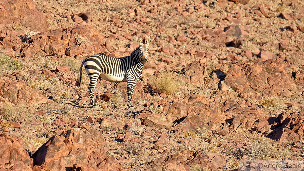 Zebra - Sesriem - Namíbia