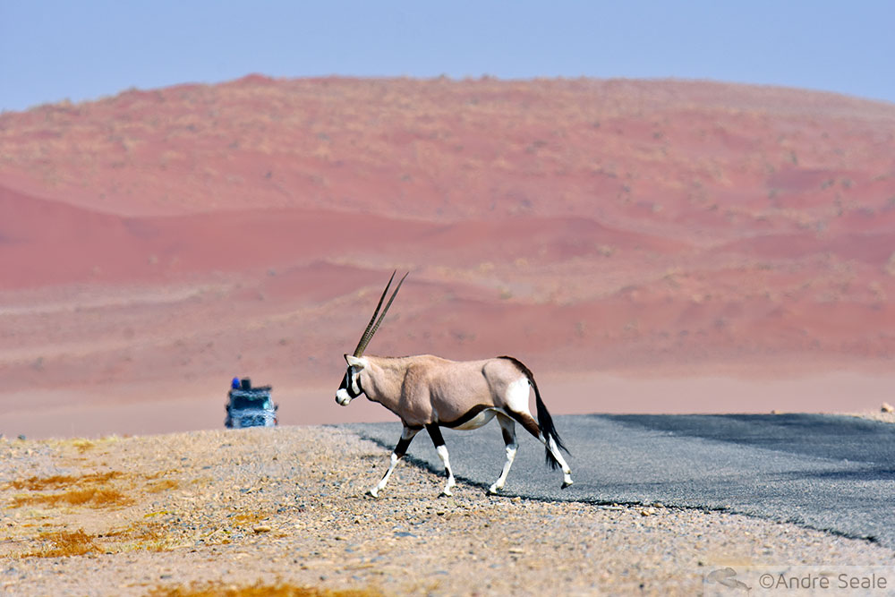 Órix - Deserto da Namíbia