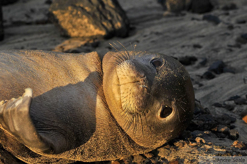 Foca havaiana - roteiros no Hawaii