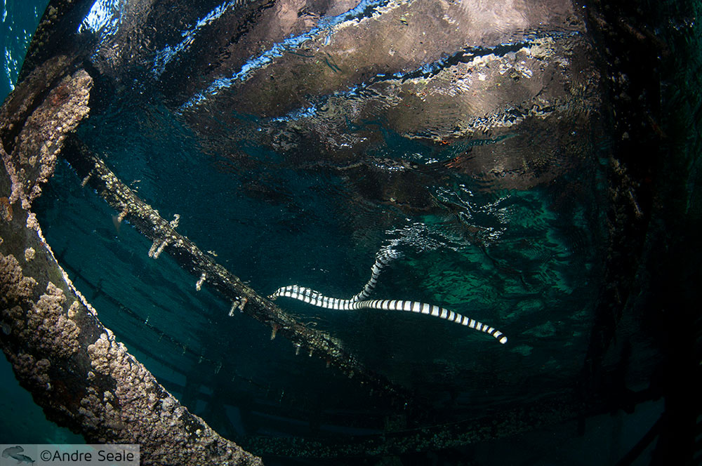 Cobra-do-mar em Sipadan - na escada do dive resort