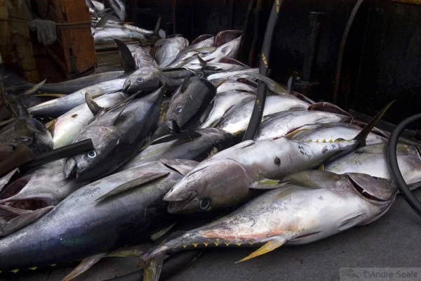 Pesca no Atlântico Norte brasileiro - atum
