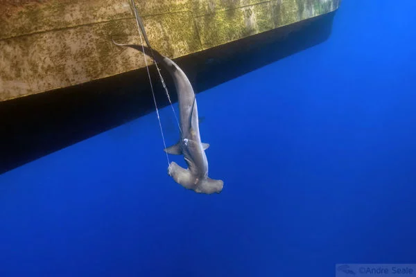 Pesca no Atlântico Norte brasileiro - tubarão-martelo