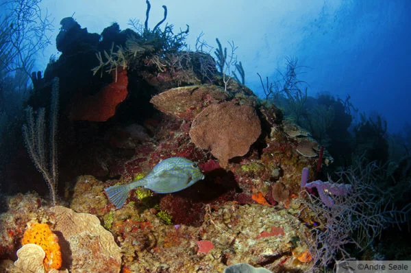 Grande Barreira de Corais de Belize