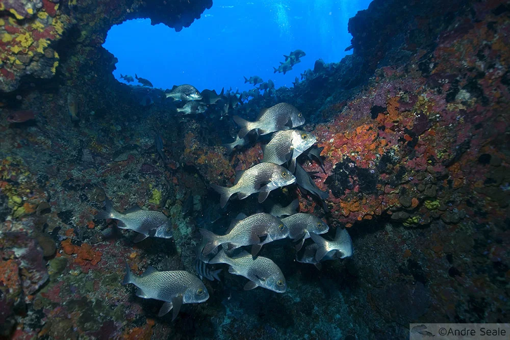 Anisotremus surinamensis - sargos-de-beiço