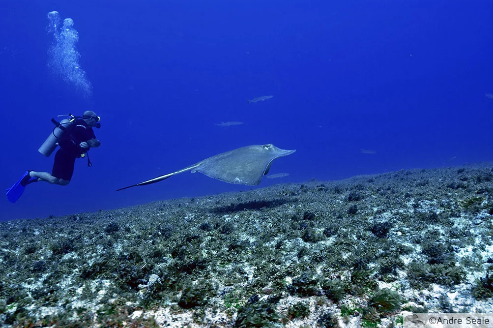 Arraia e mergulhador - Pedras Secas