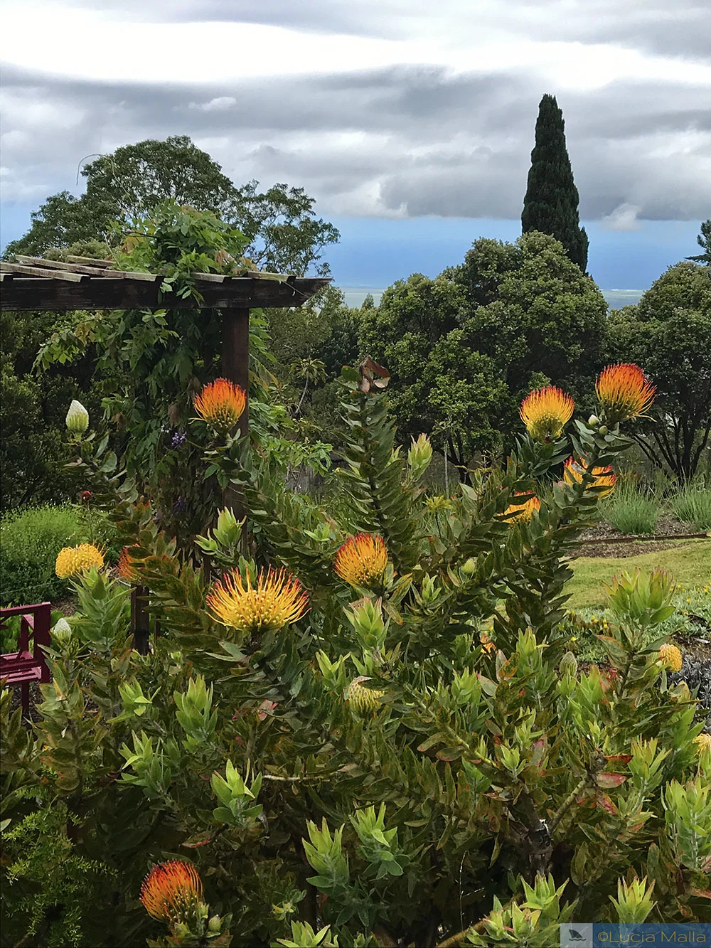 Flores - Maui
