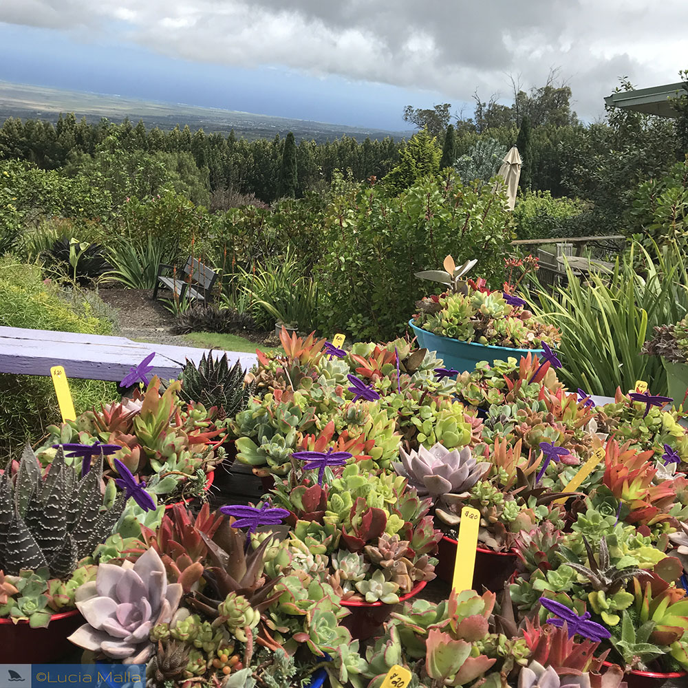 Outras flores - fazenda de lavanda em Maui