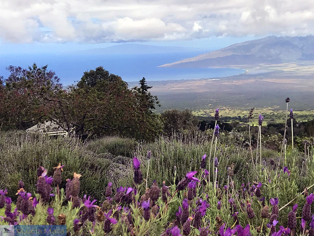 Vista de Maui da fazenda de lanvanda em Kula