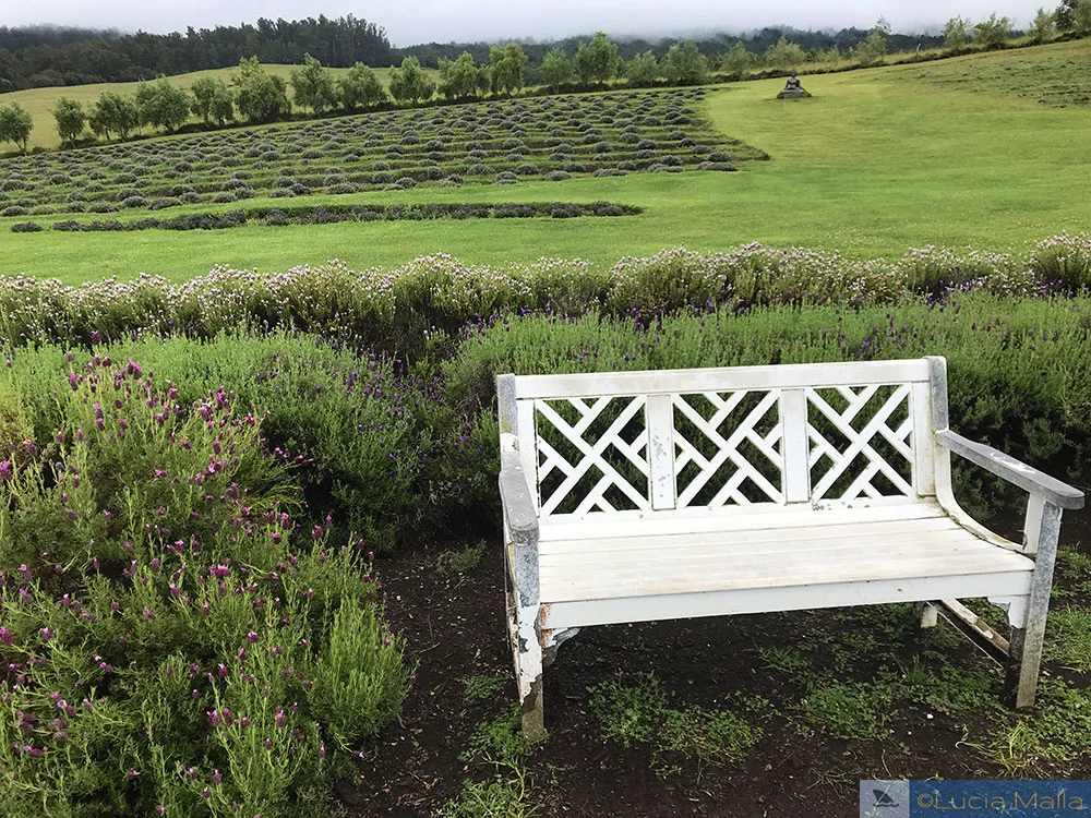 Fazenda de lavanda em Maui - bucolismo