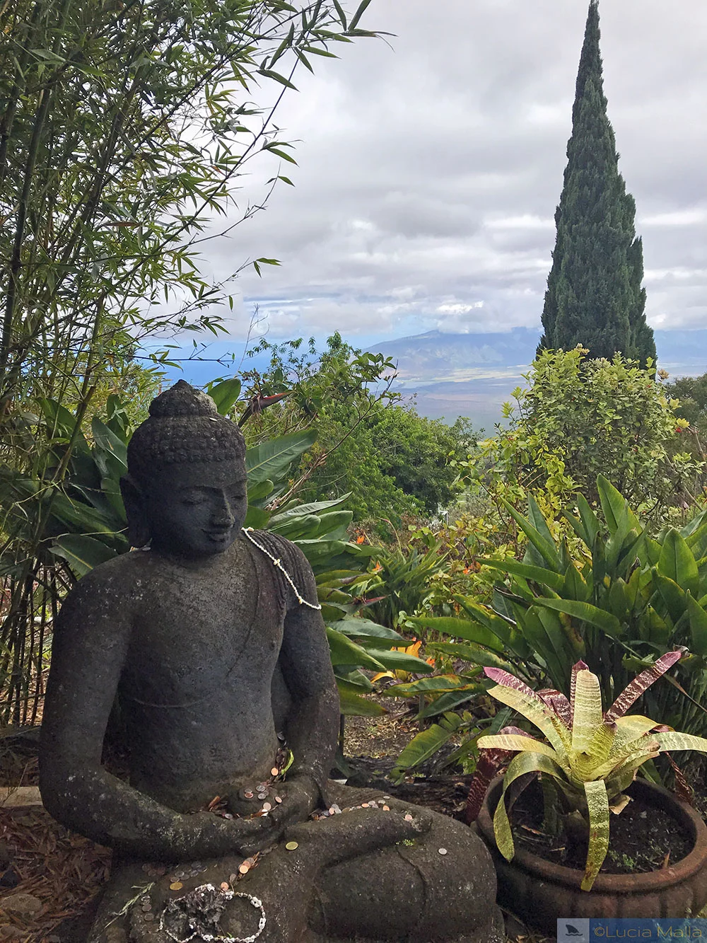 Buda na Alii Kula Lavender Farm
