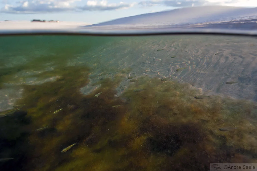 Algas - Profundidade rasa