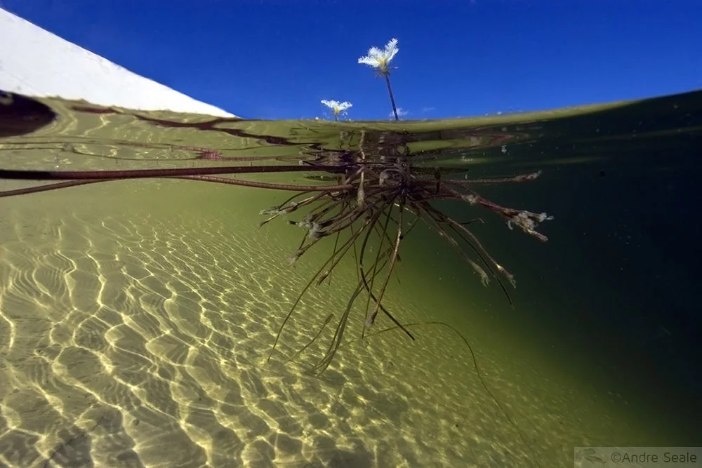 Flor em lagoa dos Lençóis Maranhenses