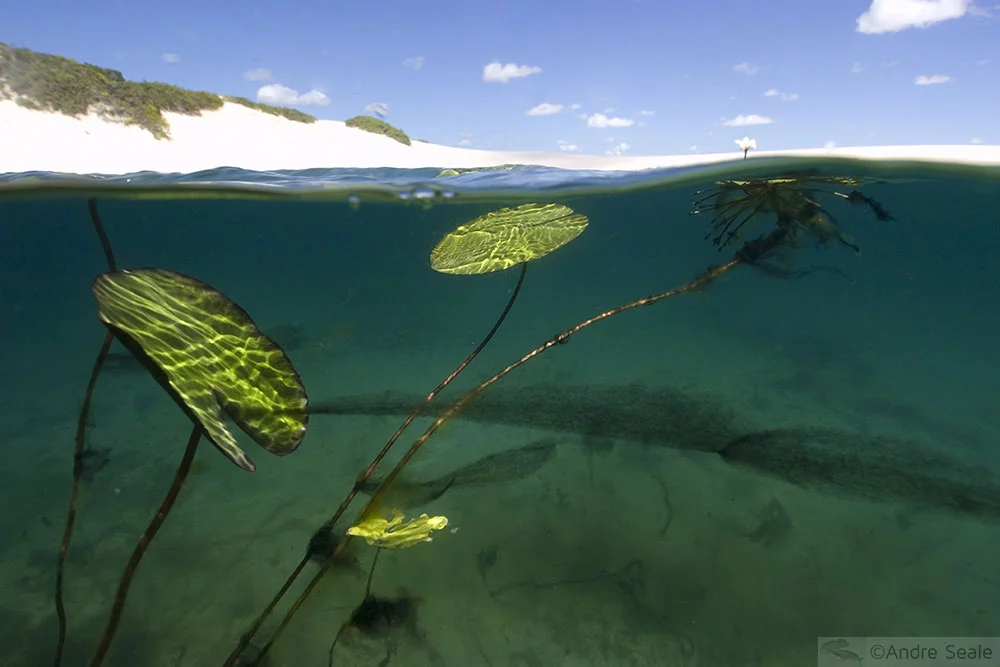 Vegetação de lagoa - Lençóis Maranhenses